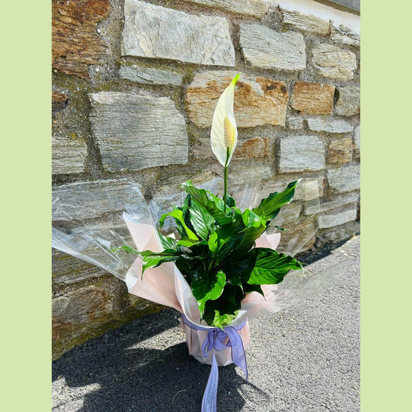 Peace Lily Plant 🕊 – NE Flower Boutique