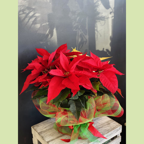 Red Poinsettia 7.5”-NE Flower Boutique