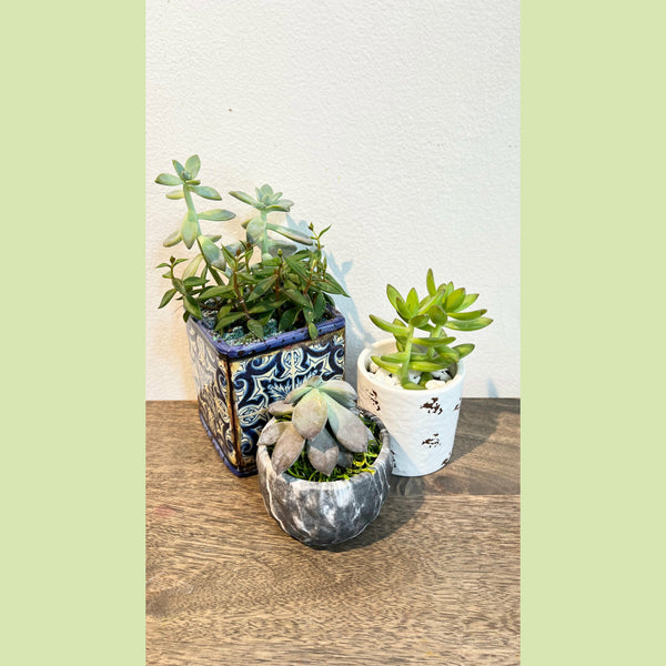 succulents kit Succulents Set – NE Flower Boutique
