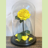 06- Beauty and the Beast Roses in Glass Dome-NE Flower Boutique