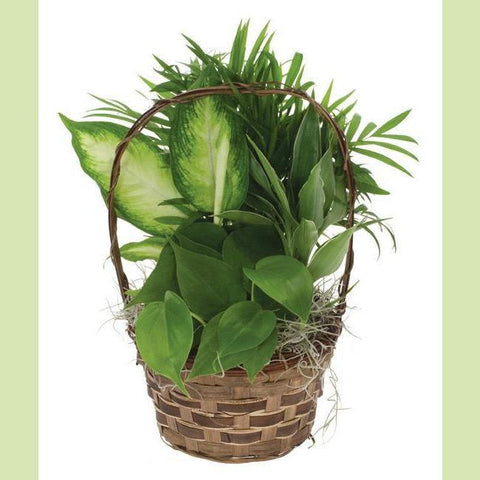 Basket of Plants-NE Flower Boutique