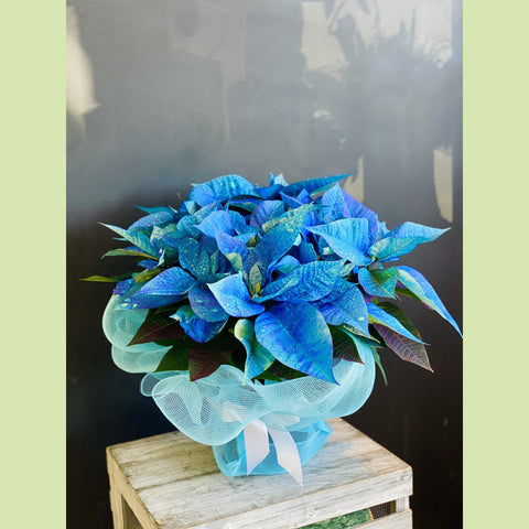 Blue Poinsettia-NE Flower Boutique