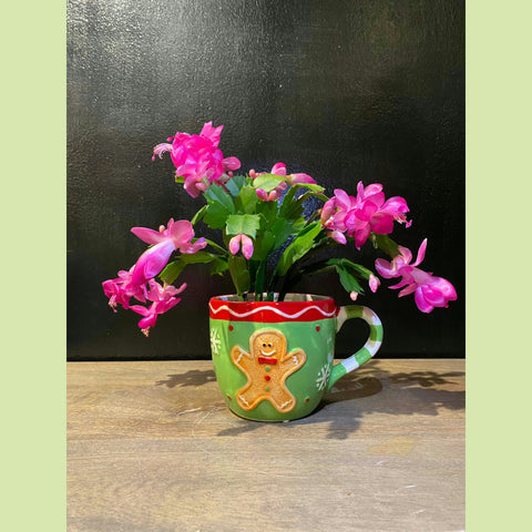 Christmas cactus in a cup-NE Flower Boutique