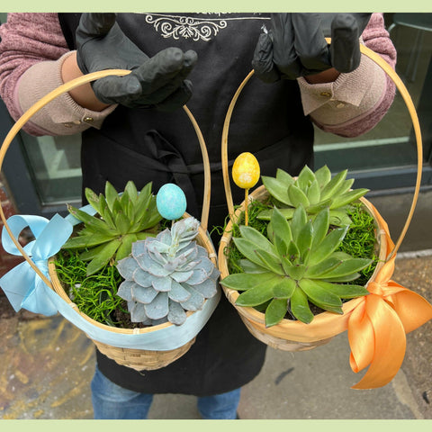Easter Succulent Basket-NE Flower Boutique