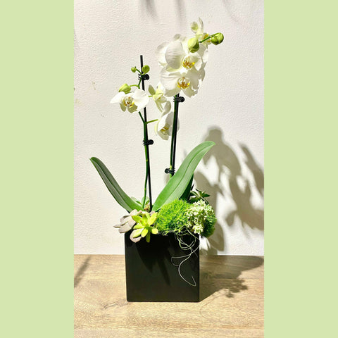 Elegant Orchid Garden-NE Flower Boutique