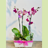 Orchid Garden-NE Flower Boutique