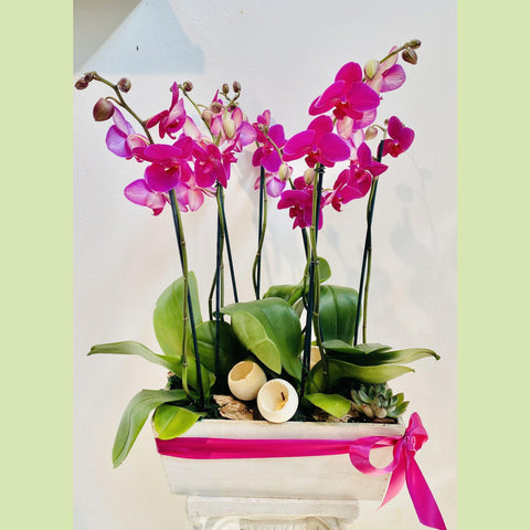 Orchid Garden-NE Flower Boutique