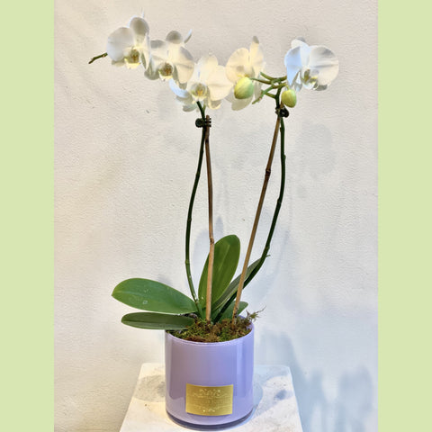 Orchid White-NE Flower Boutique