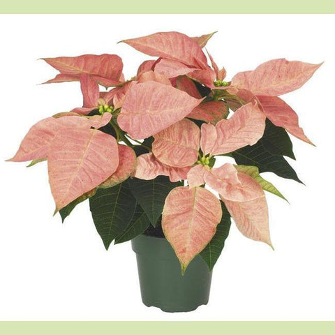 Poinsettia Peach 4.5 in-NE Flower Boutique