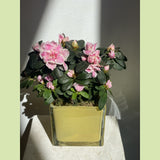 Potted Azalea-NE Flower Boutique