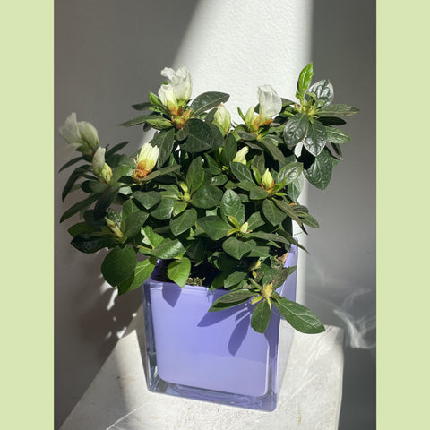 potted azalea plant Potted Azalea