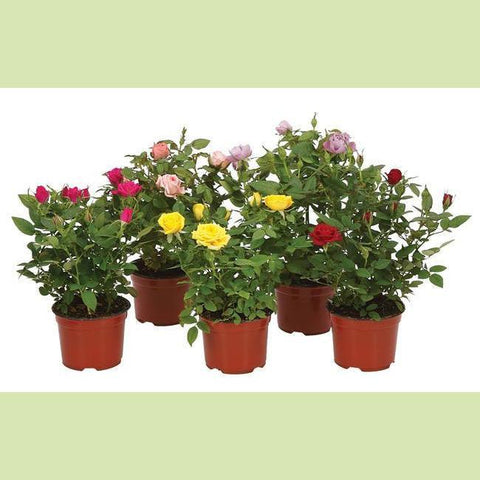 Potted Spray Roses-NE Flower Boutique