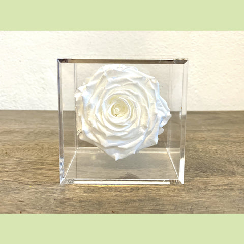Preserved Rose in acrylic box-NE Flower Boutique