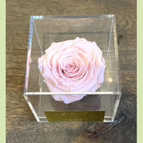 Preserved Rose in acrylic box-NE Flower Boutique