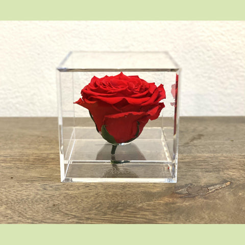 Preserved Rose in acrylic box-NE Flower Boutique