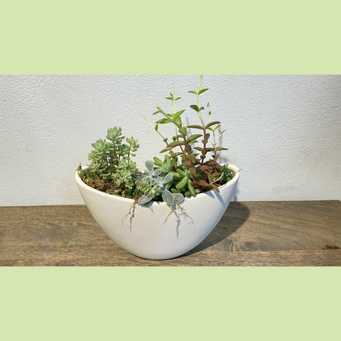 Succulent Garden-NE Flower Boutique