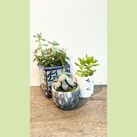 set of succulent pots Succulents Set – NE Flower Boutique