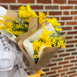 Bouquet Of Mimosa