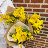 Bouquet Of Mimosa